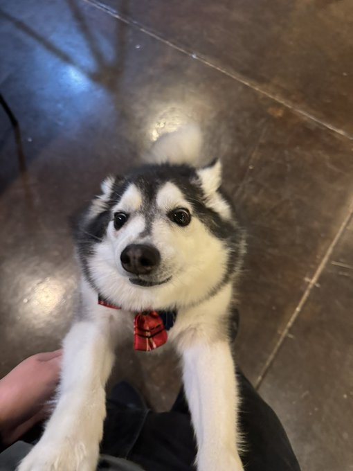 A Siberian Husky wearing a red plaid bow tie, smiling up at the camera while resting its paws on a person's lap indoors.