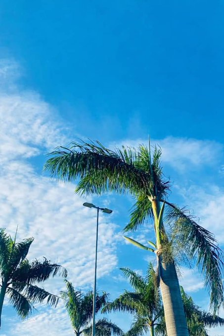 Tall palm trees swaying against a vivid blue sky with scattered white clouds, with a street lamp visible in the background.