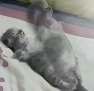 A grey dog lies sleeping on its back on a bed while a translucent plastic bag draped over its raised legs creates the eerie illusion of a ghostly "spirit dog" emerging from its body. The surreal, viral image is being used to promote the meme-based crypto token "aura" ($aura) by drawing a visual parallel to the aura phenomenon and the token's rapid growth.