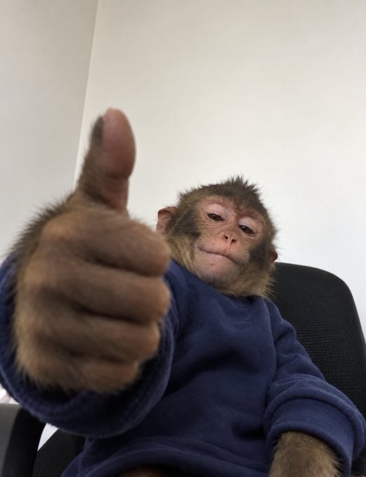 A monkey wearing a blue sweatshirt gives a thumbs up directly to the camera while sitting in a chair.