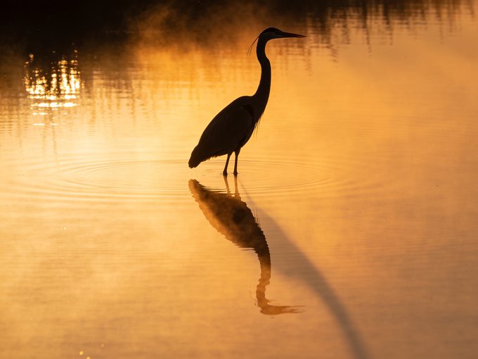 A silhouette of a great blue heron standing in misty golden water at sunrise or sunset, with its reflection clearly visible.