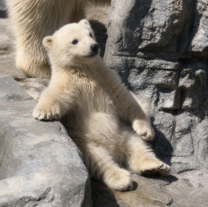 An adorable polar bear cub relaxing on its back against rocky terrain, appearing to sunbathe in a zoo enclosure.