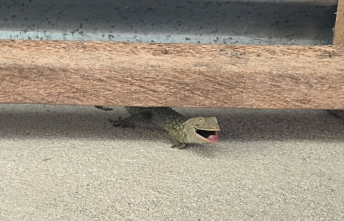 A small green gecko peeks out from underneath a piece of wood, with its mouth open and pink tongue visible.