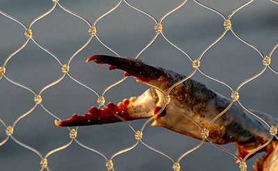 A close-up photograph of a crab claw gripping a knotted fishing net against a blurred water background.