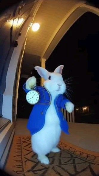 A white rabbit stands on its hind legs wearing a blue jacket and holding up a pocket watch displaying "12:00," echoing Alice in Wonderland's White Rabbit, fittingly paired with a post urging someone to "fix it or zero" regarding a cat-themed cryptocurrency's decline.