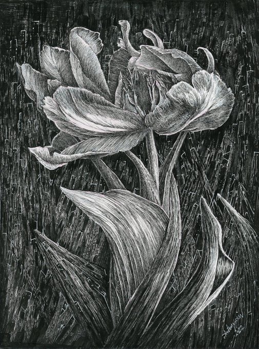 Detailed black and white scratchboard/pen drawing of a tulip-like flower with flowing leaves and petals, signed 'Adrian 25' in the bottom right corner.