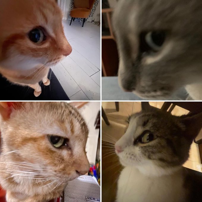 A 2x2 photo collage showing close-up, somewhat blurry profile shots of four different cats.