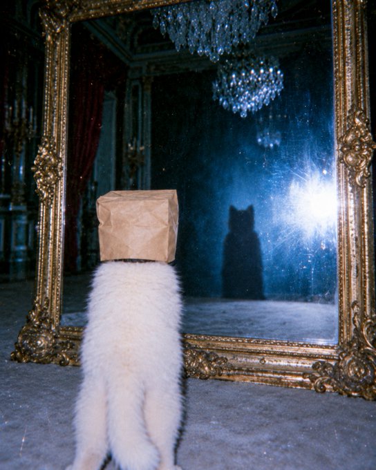 A fluffy white cat with a brown paper bag covering its head stands before an ornate gold-framed mirror in a dimly lit room with a chandelier.