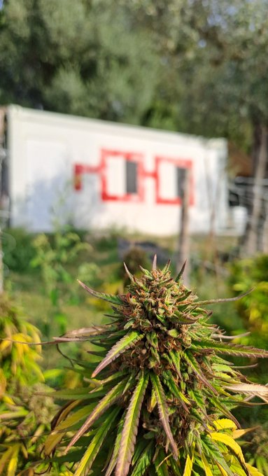 A close-up of a mature marijuana plant in the foreground with a white structure featuring a red 'HΩH' logo in the blurred background, surrounded by trees.