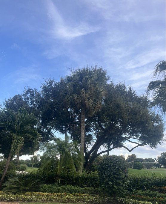 A tropical landscape featuring tall palm trees and lush green foliage under a bright blue sky with scattered clouds.