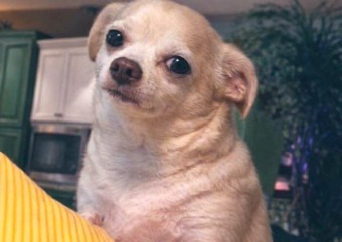 The image features a small tan dog sitting next to a yellow pillow, looking up with an expression of curiosity or interest. The background includes a kitchen area with cabinets visible behind the dog. The caption reads "GM CT Been on a break. Back to the grind Grab a coffee and get to work @sleepagotchi is building wellness infra @TheARCTERMINAL is building a unified AI interface One step at a time".