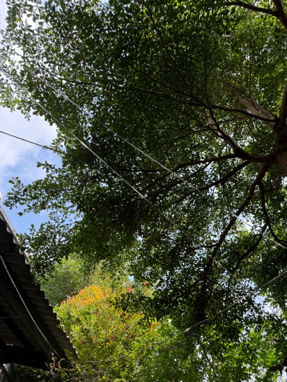 A view looking up at green tree branches against a blue sky, with a roof and power lines visible at the edges of the frame.