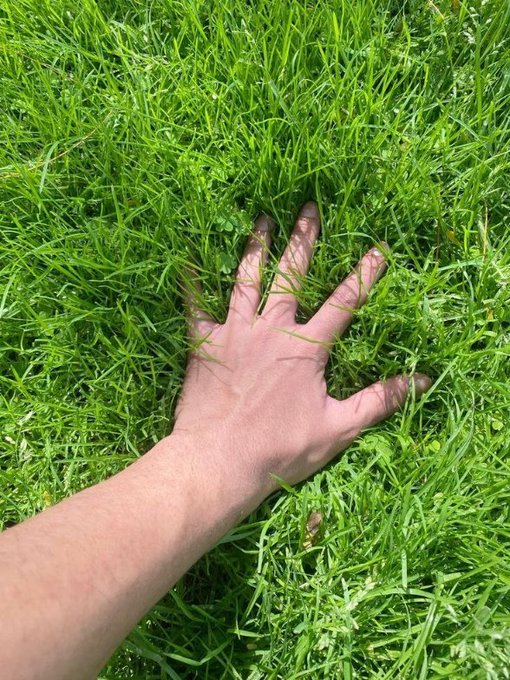 A person's hand is shown reaching out and resting flat on a patch of green grass in bright sunlight.