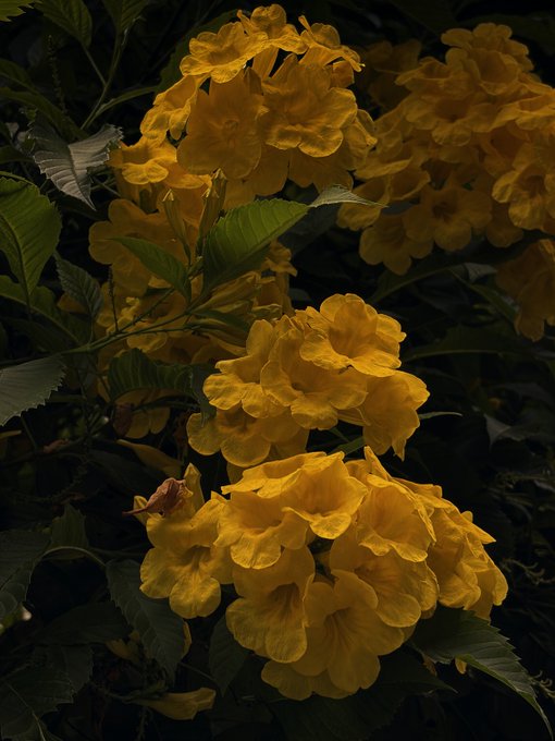 A moody, low-key photograph of vibrant yellow trumpet-shaped flowers clustered among dark green leaves.