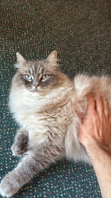 A long-haired gray and cream cat with blue eyes lies on a multicolored speckled carpet while a human hand reaches toward it.