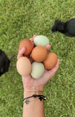 A hand holding five brown and green eggs with black chickens visible in the background on grass.