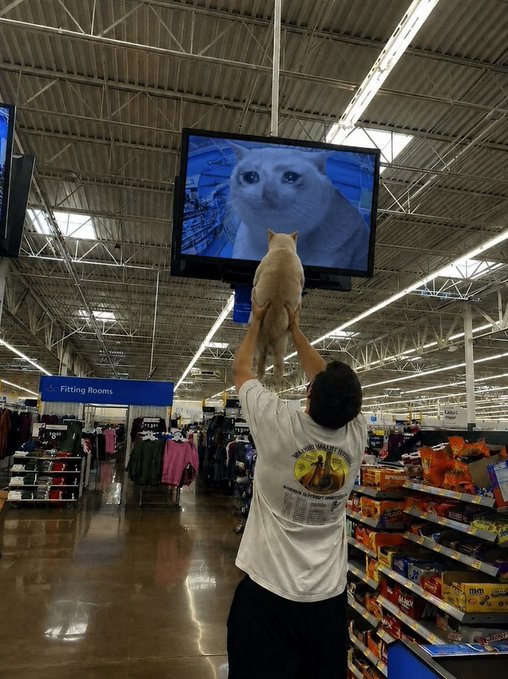 A man in a Walmart lifts his cream-colored cat ("Cashcat") up toward an overhead screen displaying a close-up cat video, with a "Fitting Rooms" sign and snack aisles visible below. The image humorously illustrates the "Cashcat" nickname by showing the pet being proudly hoisted up like a prized possession in the store.