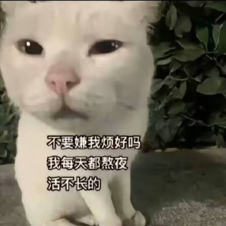 A white cat meme with Chinese text reading '不要嫌我烦好吗 我每天都熬夜 活不长的' (Don't find me annoying, okay? I stay up late every day, I won't live long).