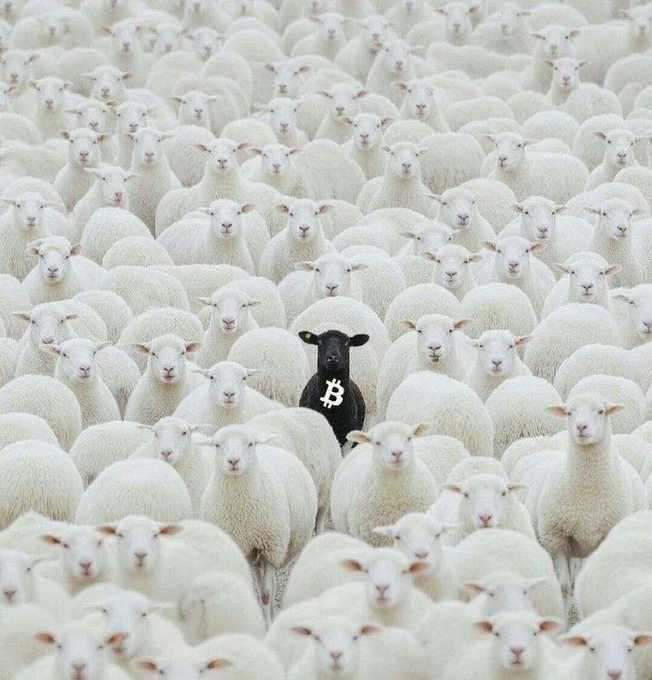 A black sheep marked with a Bitcoin symbol stands out among a large flock of white sheep, creating a visual metaphor for cryptocurrency standing apart from the crowd.