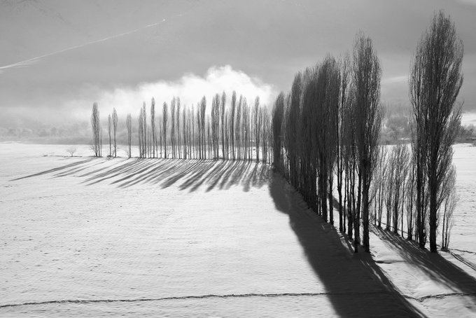 A black-and-white winter landscape showing a long row of tall, slender poplar trees casting long shadows across a snow-covered field.