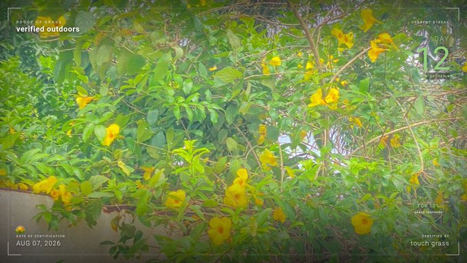A lush green bush covered in bright yellow trumpet-shaped flowers, framed with on-screen text showing "PROVE OF GRASS," "verified outdoors," "COUNTRY STREAK DAY 12," "CERTIFIED ON AUG 07, 2026," and "CERTIFIED BY touch grass" — matching the post's "Proof of Grass" streak update and its $TOUCHGRASS certification theme.