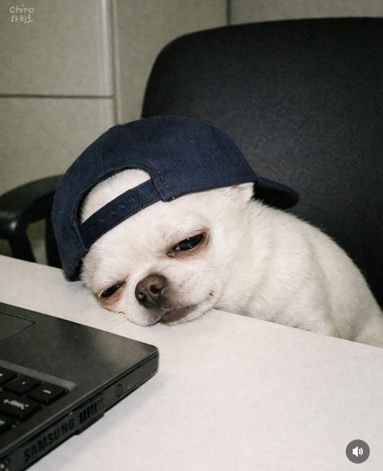 A small white dog wearing a backward navy blue baseball cap rests its head on a white desk next to a Samsung laptop, with the watermark 'CHIRO' visible in the corner.