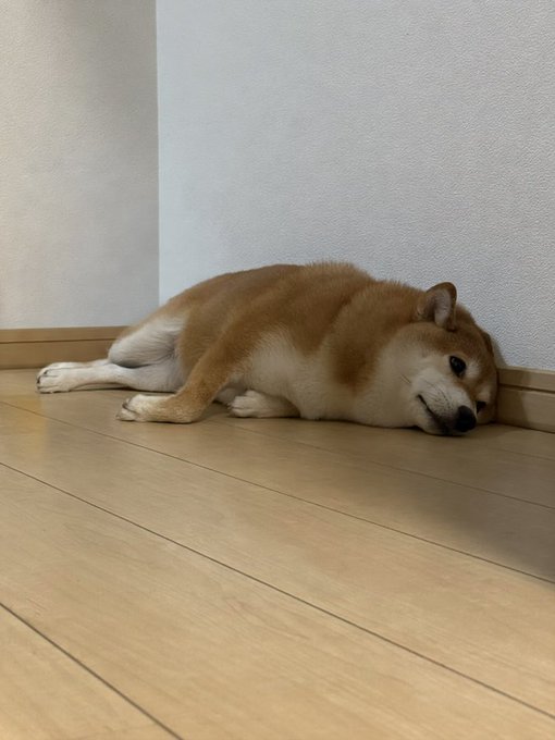 A Shiba Inu dog lying on its side on a wooden floor against a white wall, appearing relaxed with its head resting on the floor.