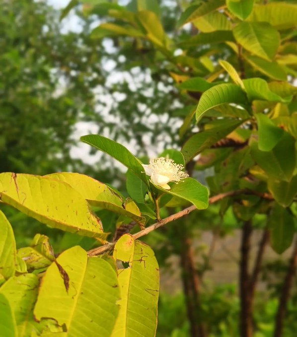 A close-up photo of a guava plant shows a small white flower blooming among green and yellow leaves against a blurred background.