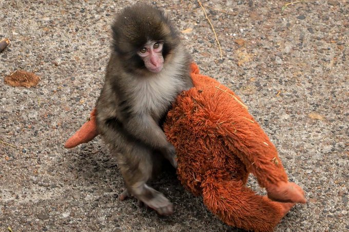 A small baby monkey with dark fur and a pink face hugging a worn orange plush toy on a gravel surface.