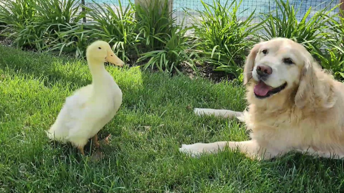 A fluffy yellow duckling and a golden retriever relax together on a sunny lawn, offering a wholesome break from Bitcoin drama with their heartwarming animal friendship.