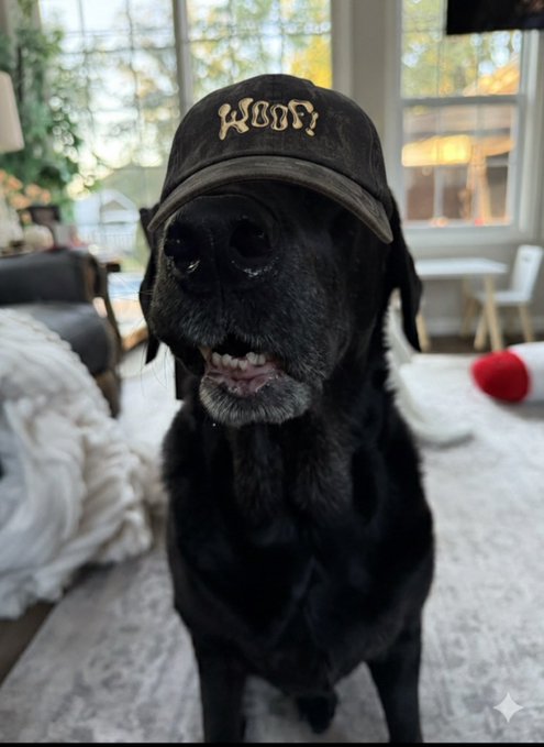 A black dog wearing a black cap with gold text, sitting indoors with a couch, lamp, and window visible in the background.