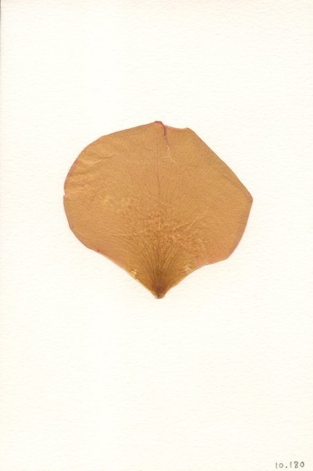 A photograph of a single, translucent, brownish leaf or petal with visible veins, placed against a plain cream-colored background with the number "10.180" in the corner.