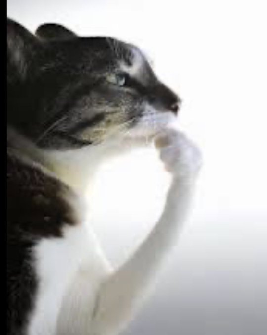 A black and white cat with its paw on its chin appears to be deep in thought, perfectly capturing the "thinking cat" meme referenced in the post about $HMM coin. The contemplative pose humorously reinforces the poster's point that people aren't yet discussing this cryptocurrency they consider to be early or undervalued.
