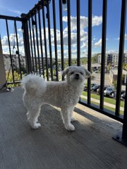 A small white curly-haired dog stands on a concrete balcony beside black metal railings, with a parking lot and cityscape visible in the background on a sunny day.