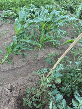 The image shows a garden with several plants, including corn stalks and other vegetables such as tomatoes and broccoli. The corn stalks are tall and green, while the tomato plants have small leaves and the broccoli has large leaves. A wooden stick is leaning against one of the corn stalks in the foreground.