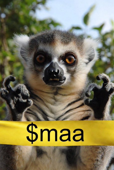 The image features a lemur, possibly a ring-tailed lemure or a gray lemur, holding up a yellow ribbon with the text "we love humans who be like apes". The lemur appears to be posing for the photo while wearing the ribbon and standing in front of trees. The caption above the image reads: "we love humans who be like apes. $Maa first ETH memecoin on Solana!".