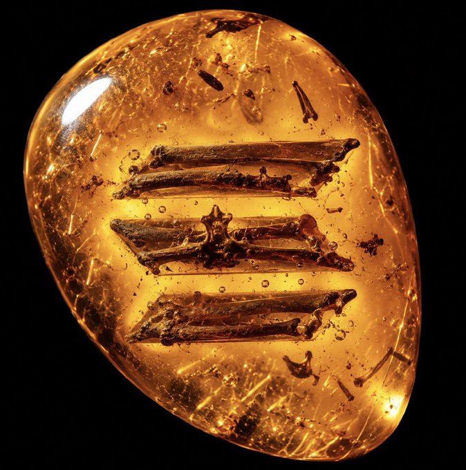 A polished golden-orange amber stone against a black background, containing preserved ancient insect fossils and organic debris visible through its translucent surface.