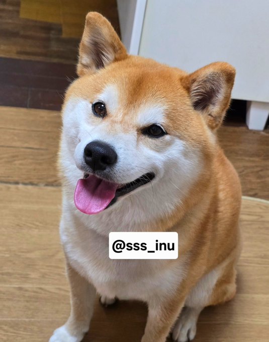 A Shiba Inu named SSS sits on a wooden floor with a happy, tongue-out smile, perfectly matching the cheerful "Good morning" greeting. The text "@sss_inu" is overlaid on the image, likely the dog's social media handle.