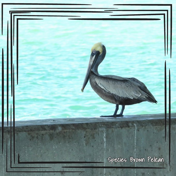 A photograph of a brown pelican (labeled 'Species: Brown Pelican') with its characteristic long beak and yellow head standing on a concrete ledge in front of turquoise ocean water, presented with a decorative black border frame.