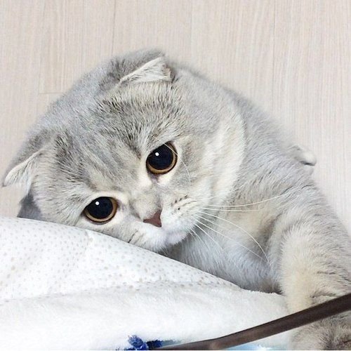 A close-up photo of a gray Scottish Fold cat with folded ears and large eyes resting on a white pillow, with a sad or melancholic expression.