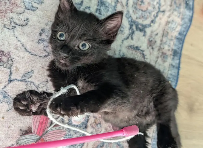 A black kitten lies on its back on a patterned rug, playing with a string and a pink pen.
