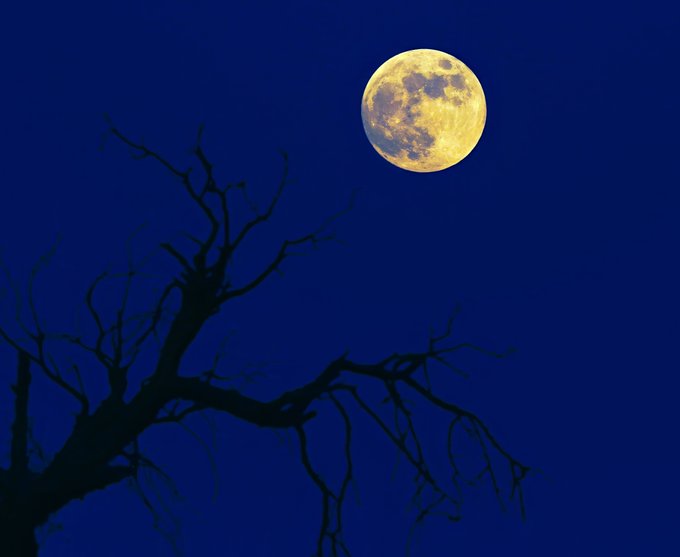 A nighttime photograph of a full yellow moon glowing in a deep blue sky, with the dark silhouette of a bare, gnarled tree branch reaching up in the foreground.