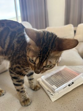 A curious tabby cat sniffs and investigates a small white electronics kit box labeled "TinyTapeout" resting on a beige couch. The image relates to the post "Just copped this foo for 26 sol" by showcasing the newly acquired TinyTapeout hardware, likely a chip design or FPGA project, being inspected by the user's cat.