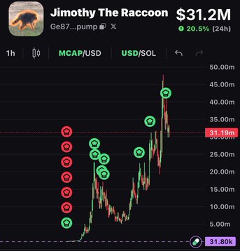A trading chart displays "Jimothy The Raccoon" at a market cap of $31.2M, up 20.5% over 24 hours. The image shows a bullish price trend with multiple green checkmark and red X markers indicating trade signals, suggesting the giveaway post is leveraging the token's recent surge to attract engagement and collect SOL wallet addresses from participants.