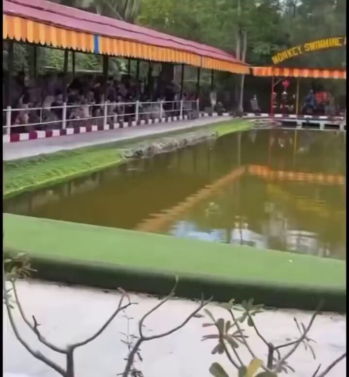 The image shows a large pool filled with murky water at a zoo or park. A crowd of people are gathered around the pool, watching something happening inside the water. The surrounding area features trees and bushes, creating an outdoor setting for this event. The caption provided in the image suggests that if Bitcoin were to die, people might shift their focus towards gambling on Monkey Races instead.