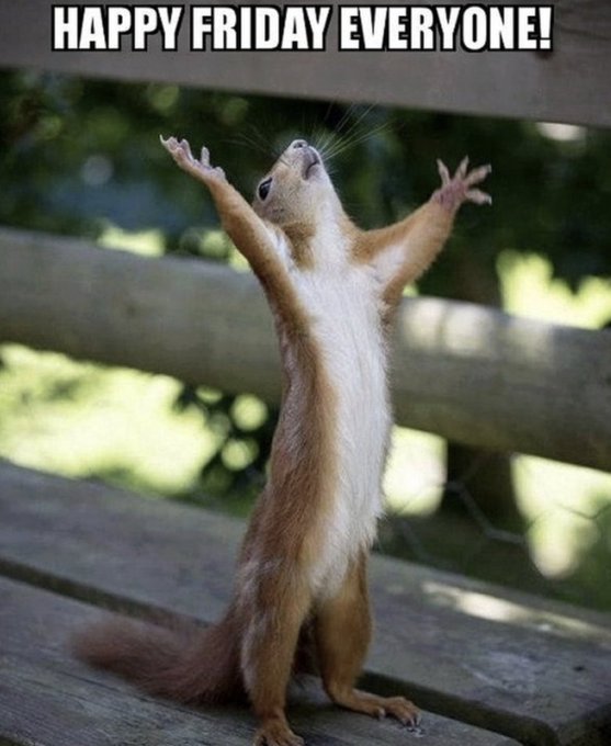 A red squirrel standing on its hind legs with arms raised upward on a wooden bench, captioned 'HAPPY FRIDAY EVERYONE!' at the top.
