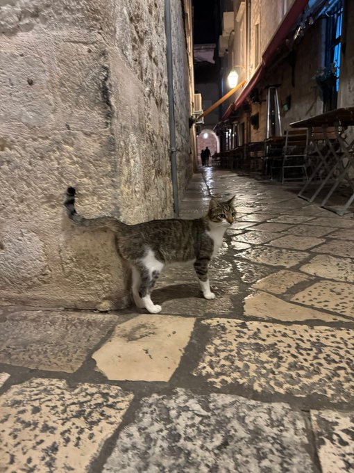 A tabby and white cat stands on a stone-paved street at night in a narrow alleyway, with closed café tables and chairs visible to the right and a person walking in the background.