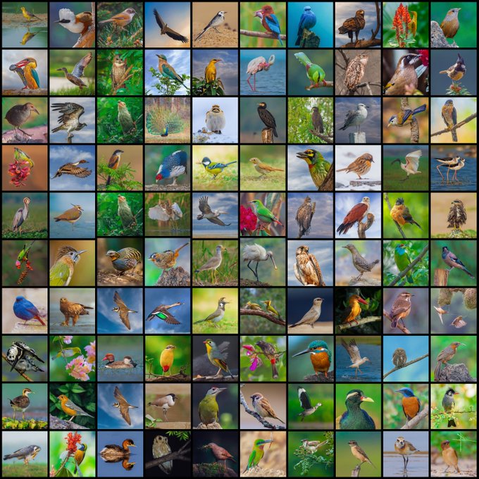 A grid mosaic displaying 100 small thumbnail images of various colorful bird species in different natural poses.