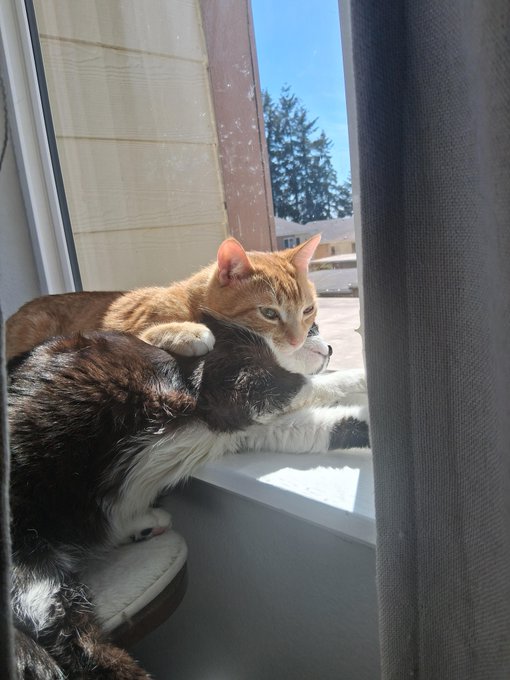 The image shows two cats, one black and white and another orange and white cat, sitting together on a windowsill. The window has curtains that are partially open, allowing sunlight to stream into the room. The cats appear to be enjoying each other's company as they relax in their cozy spot by the window.