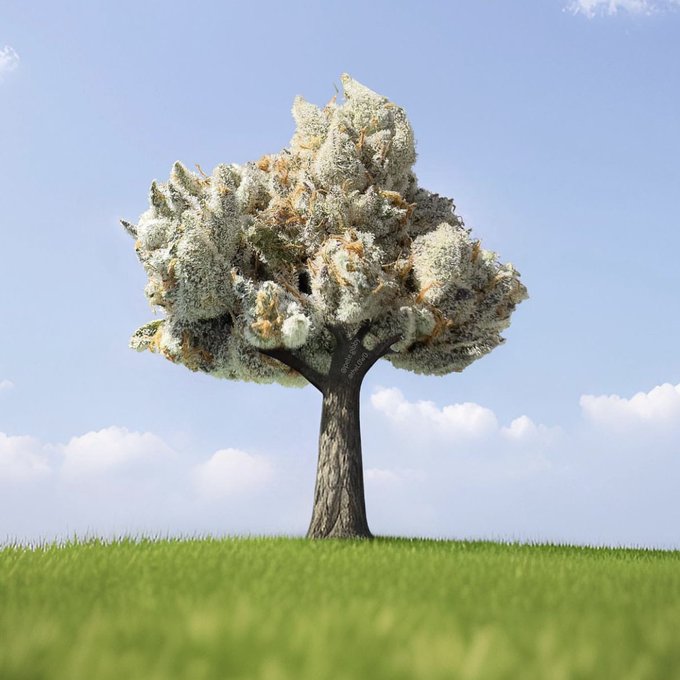 A digitally manipulated image of a large tree growing on a grassy field under a blue sky, where the tree's canopy is composed of cannabis buds instead of leaves.